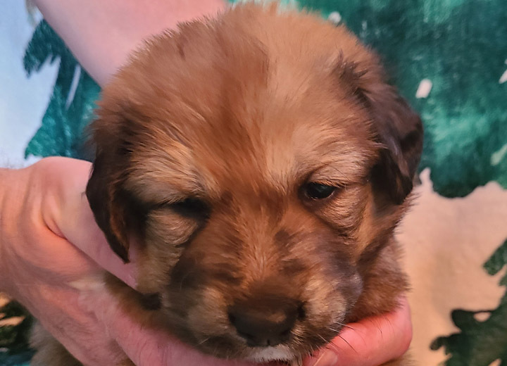 chinook puppy